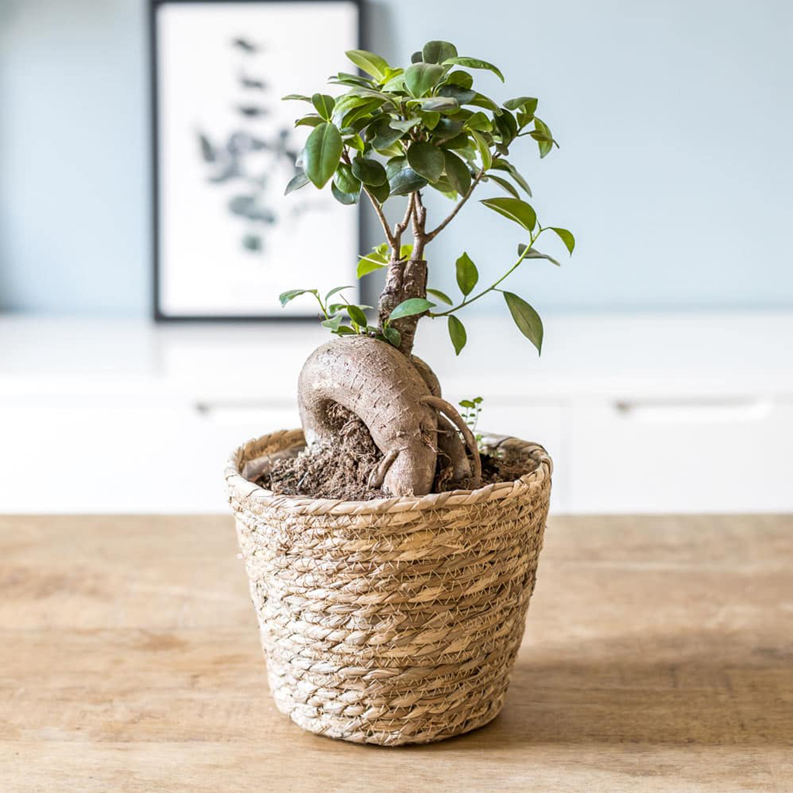 Ficus Ginseng